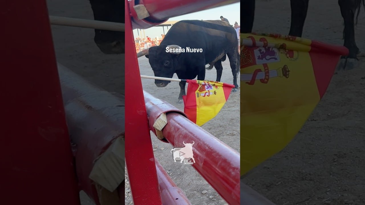 Encierro en Seseña Nuevo 2026 - Con una bandera reconduce a este toro