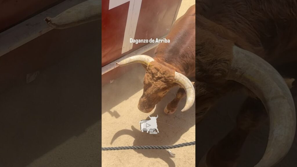 Toro a cajon en Daganzo de Arriba 2026 - ¡REVENTAO! Acabó un Huracán incansable