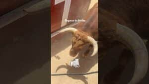 Toro a cajon en Daganzo de Arriba 2026 - ¡REVENTAO! Acabó un Huracán incansable