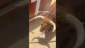Toro a cajon en Daganzo de Arriba 2026 - ¡REVENTAO! Acabó un Huracán incansable