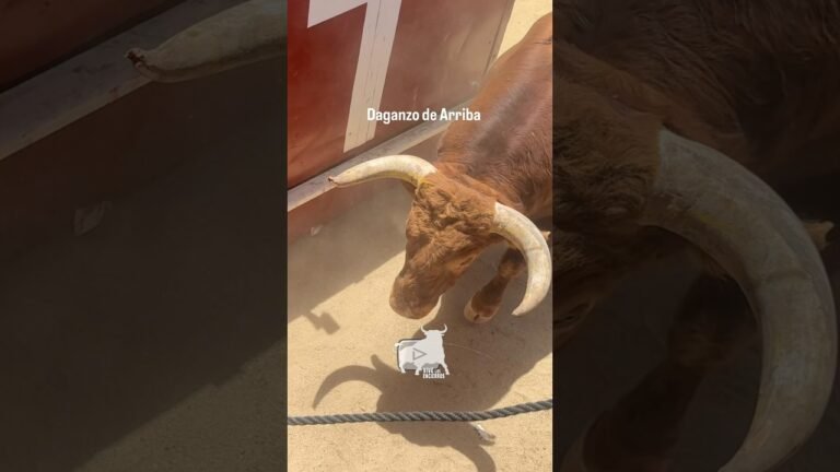 Toro a cajon en Daganzo de Arriba 2026 - ¡REVENTAO! Acabó un Huracán incansable