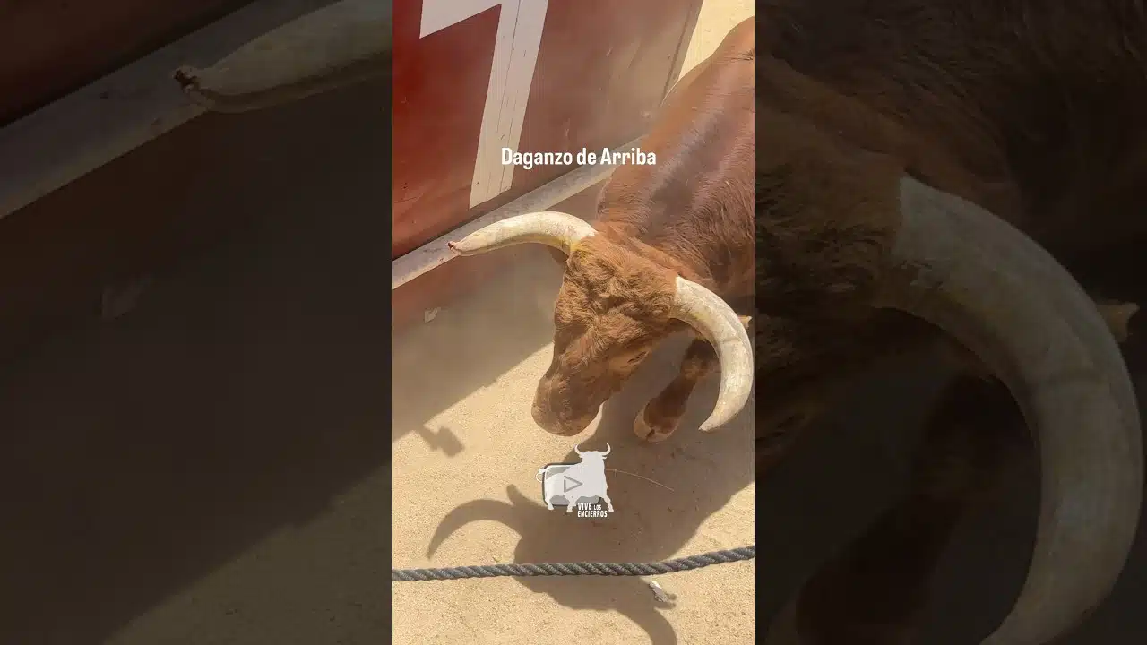 Toro a cajon en Daganzo de Arriba 2026 - ¡REVENTAO! Acabó un Huracán incansable