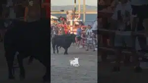 Encierro en Seseña Nuevo 2026 - ¿Quién pone freno a este toro?