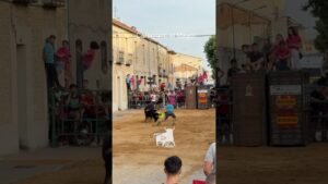 Toro a cajon en Carbonero El Mayor 2026 - Buen Chaquetazo de Albertillo en Carbonero el Mayor