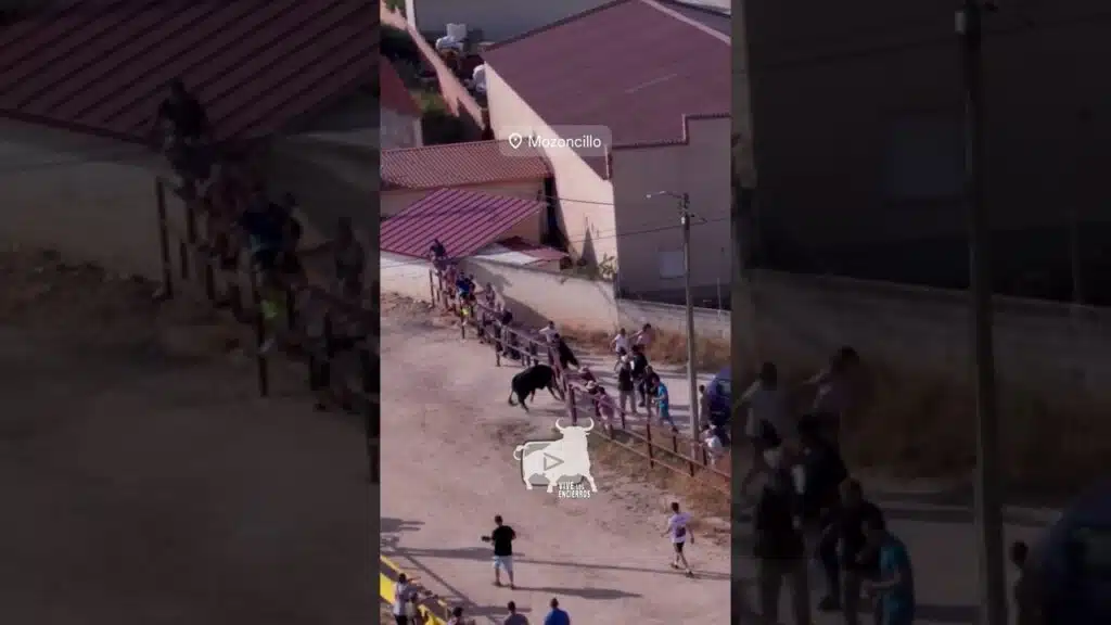 🔥EL TORO EMBISTE A VISTA DE PÁJARO | THE BULL RAMS AT THE SIGHT OF A BIRD #shorts