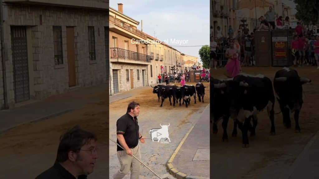 Toro a cajon en Carbonero El Mayor 2026 - ¡ASÍ SE GUÍA A LA MANADA!