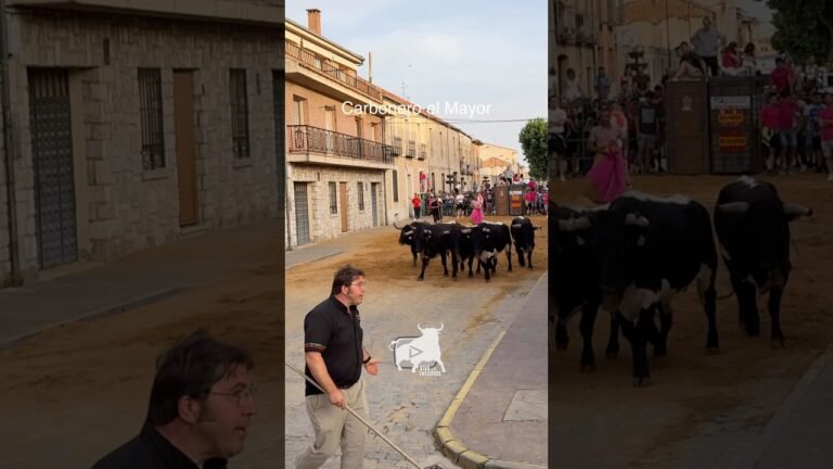 Toro a cajon en Carbonero El Mayor 2026 - ¡ASÍ SE GUÍA A LA MANADA!