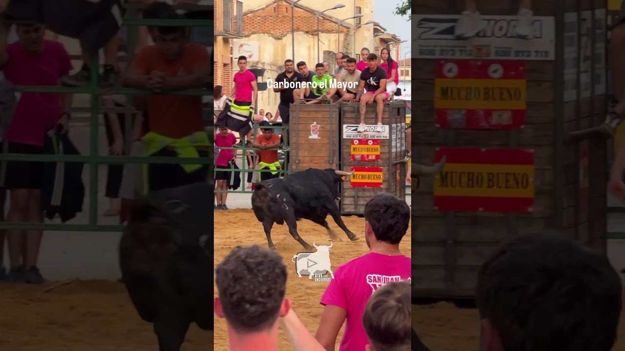 Toro a cajon en Carbonero El Mayor 2026 - SEGUNDO TORO de CAJÓN CARBONERO el MAYOR