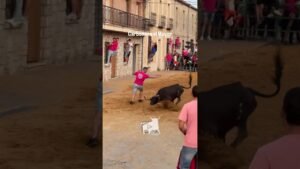 Toro a cajon en Carbonero El Mayor 2026 - SALIDA DEL CAJÓN DE LA VACA
