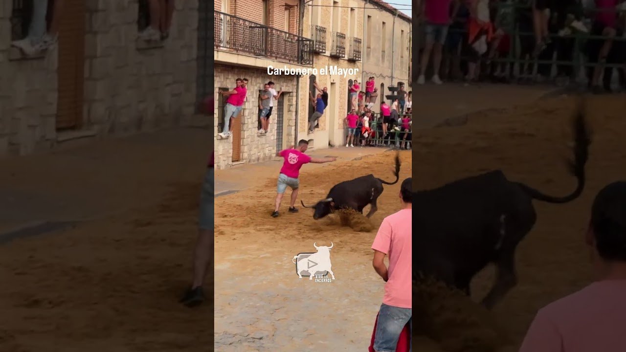 Toro a cajon en Carbonero El Mayor 2026 - SALIDA DEL CAJÓN DE LA VACA