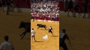 Capea en Torrejón de Ardoz 2026 - PRIMERA VACA DE LA CAPEA