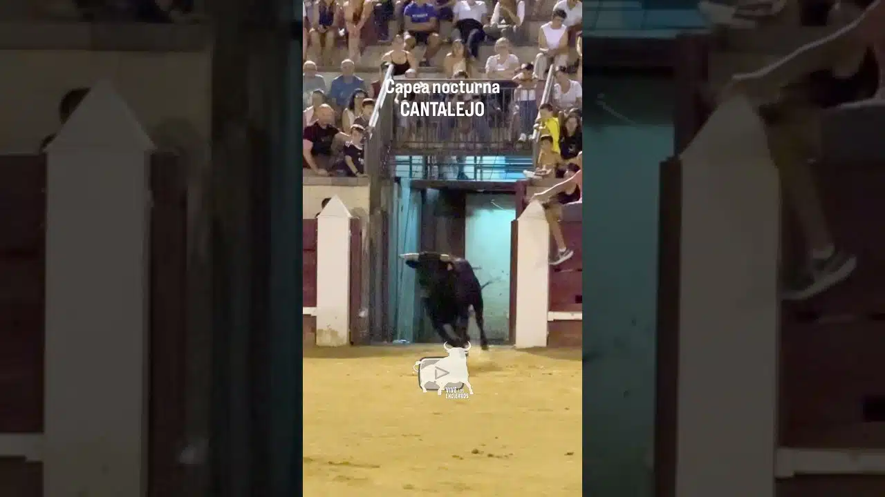 Encierro en Cantalejo 2026 - SALIDA DEL SEGUNDO TORO CANTALEJO