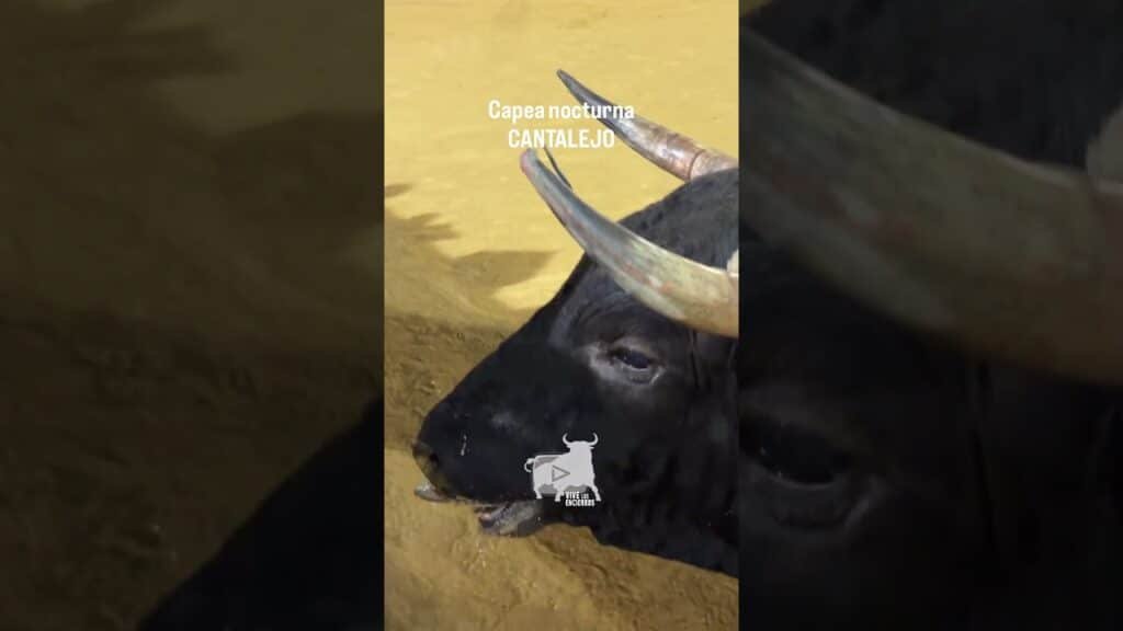 Encierro en Cantalejo 2026 - BUENÍSIMOS CORTES AL SEGUNDO TORO CANTALEJO