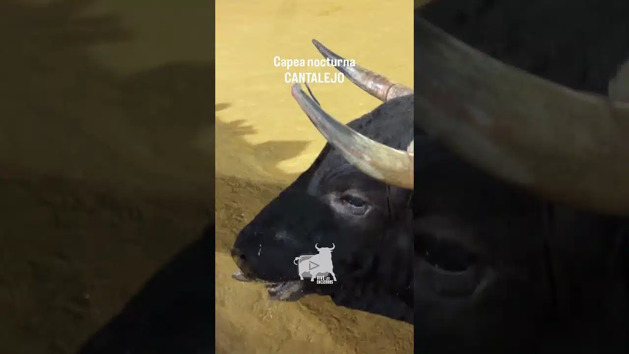Encierro en Cantalejo 2026 - BUENÍSIMOS CORTES AL SEGUNDO TORO CANTALEJO