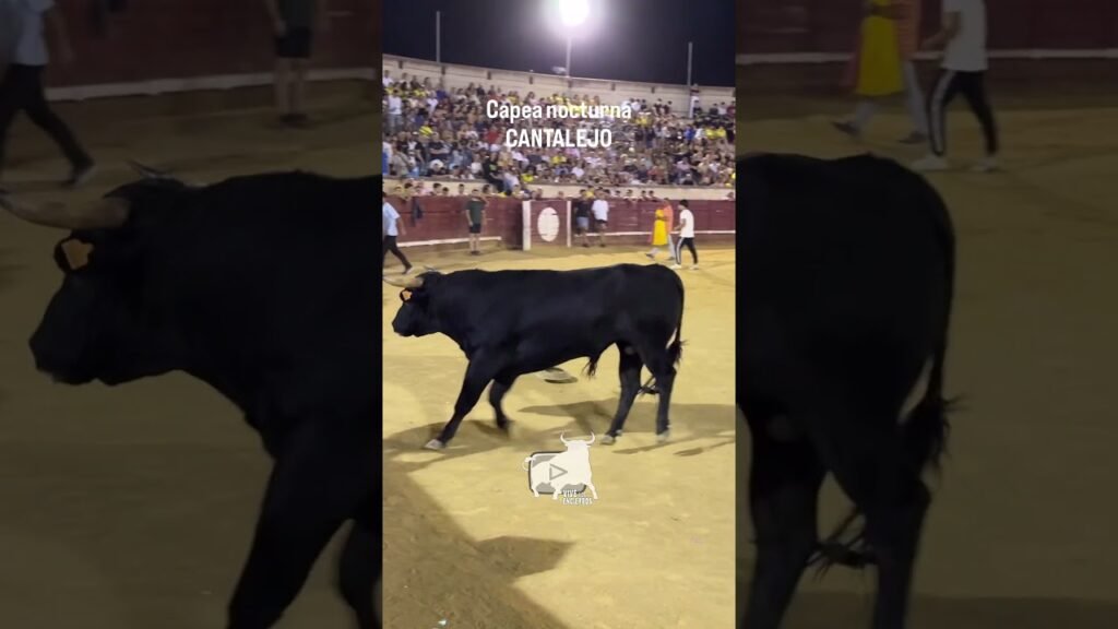 Encierro en Cantalejo 2026 - CORTES AL SEGUNDO TORO CANTALEJO