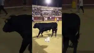 Encierro en Cantalejo 2026 - CORTES AL SEGUNDO TORO CANTALEJO