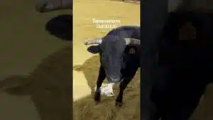 Encierro en Cantalejo 2026 - BUEN JUEGO DIO ESTE TORO