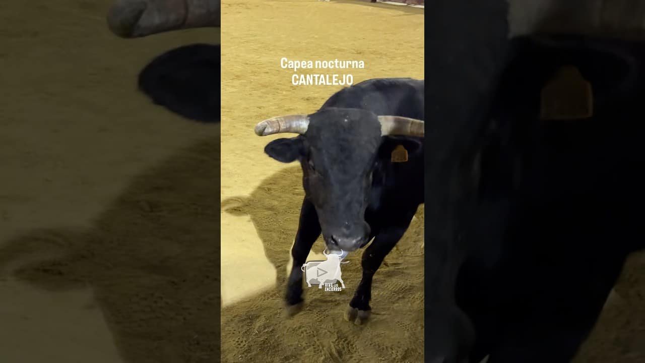 Encierro en Cantalejo 2026 - BUEN JUEGO DIO ESTE TORO