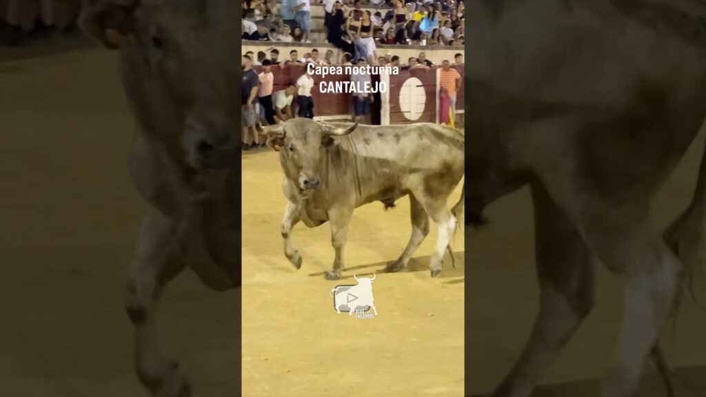 Encierro en Cantalejo 2026 - BONITO TORO JABONERO CANTALEJO
