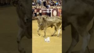 Encierro en Cantalejo 2026 - BONITO TORO JABONERO CANTALEJO