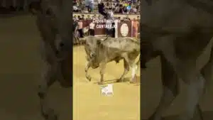 Encierro en Cantalejo 2026 - BONITO TORO JABONERO CANTALEJO
