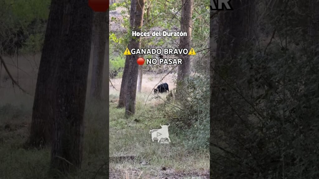 Entorno natura en Hoces del Duratón 2026 - ATENCIÓN GANADO BRAVO NO PASAR