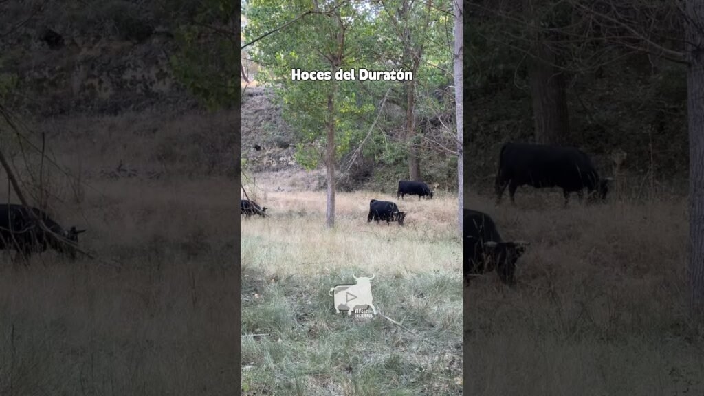 Entorno natura en Hoces del Duratón 2026 - AVANZAMOS A PESAR DEL PELIGRO CONSTANTE
