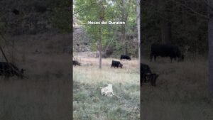 Entorno natura en Hoces del Duratón 2026 - AVANZAMOS A PESAR DEL PELIGRO CONSTANTE