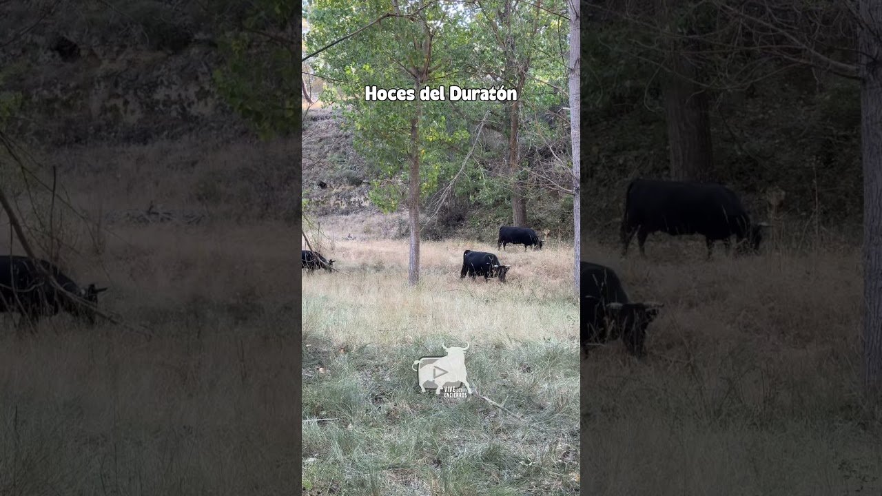 Entorno natura en Hoces del Duratón 2026 - AVANZAMOS A PESAR DEL PELIGRO CONSTANTE