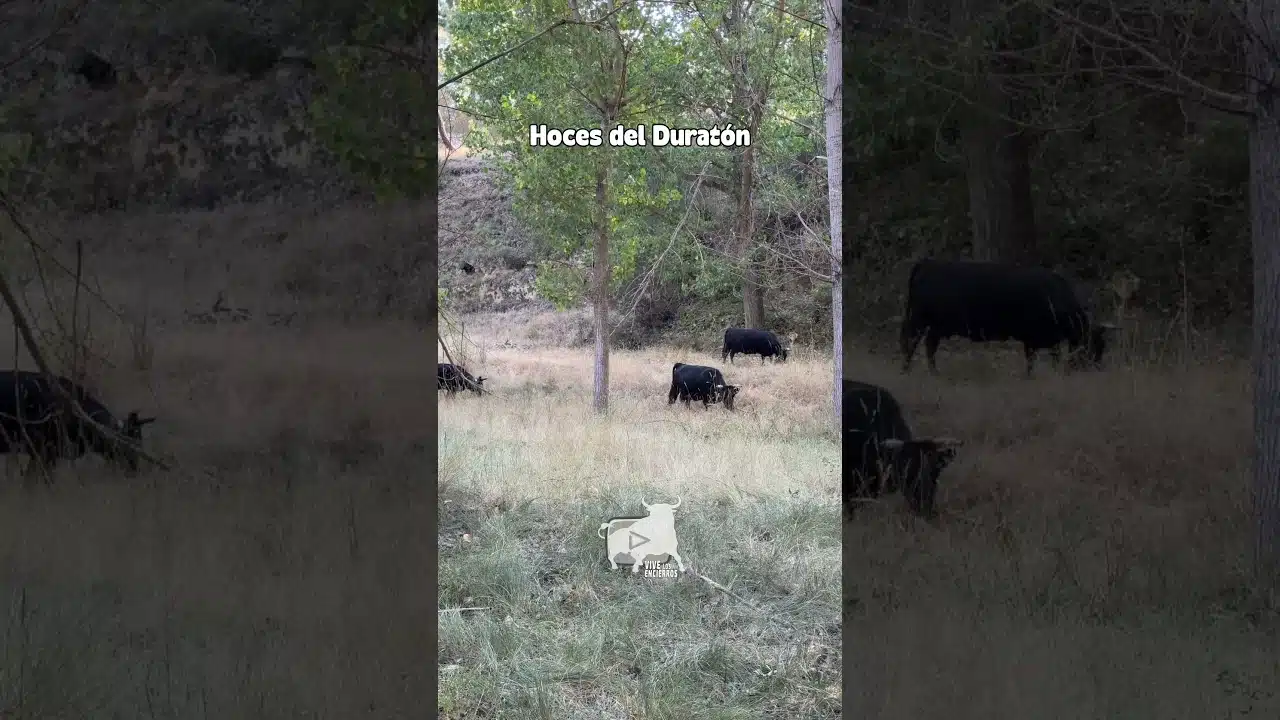 Entorno natura en Hoces del Duratón 2026 - AVANZAMOS A PESAR DEL PELIGRO CONSTANTE