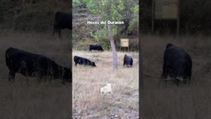 Entorno natura en Hoces del Duratón 2026 - EL SEMENTAL ESTÁ OCULTO ENTRE LA MALEZA