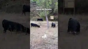 Entorno natura en Hoces del Duratón 2026 - EL SEMENTAL ESTÁ OCULTO ENTRE LA MALEZA