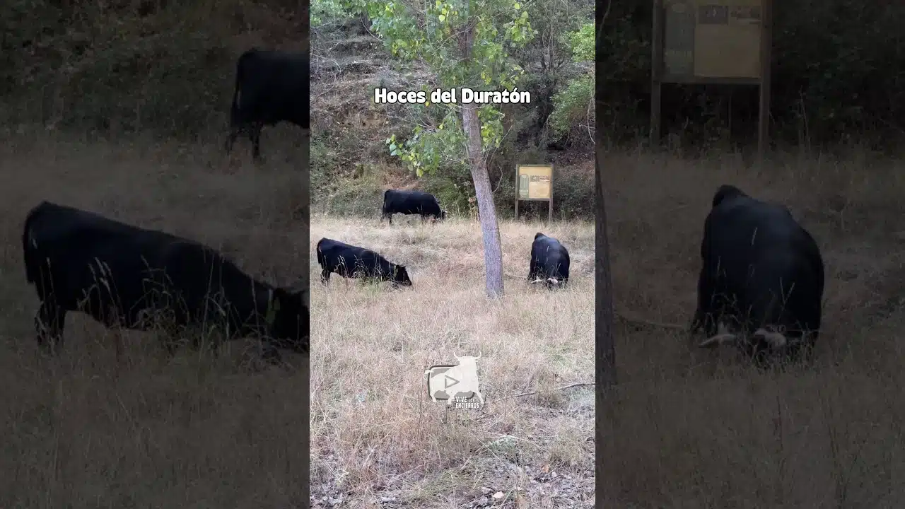 Entorno natura en Hoces del Duratón 2026 - EL SEMENTAL ESTÁ OCULTO ENTRE LA MALEZA