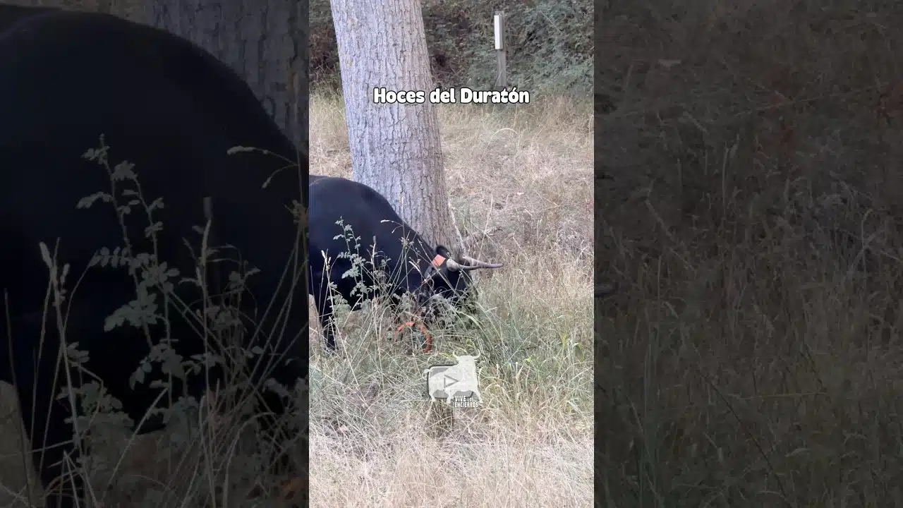 Entorno natura en Hoces del Duratón 2026 - QUE VACA PREFIERES QUE TE COJA