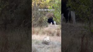 Entorno natura en Hoces del Duratón 2026 - AVENTURA BRAVA en CAMPO ABIERTO en HOCES del DURATÓN