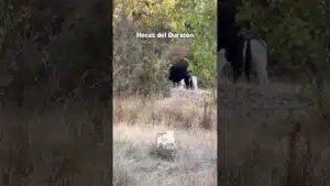 Entorno natura en Hoces del Duratón 2026 - AVENTURA BRAVA en CAMPO ABIERTO en HOCES del DURATÓN