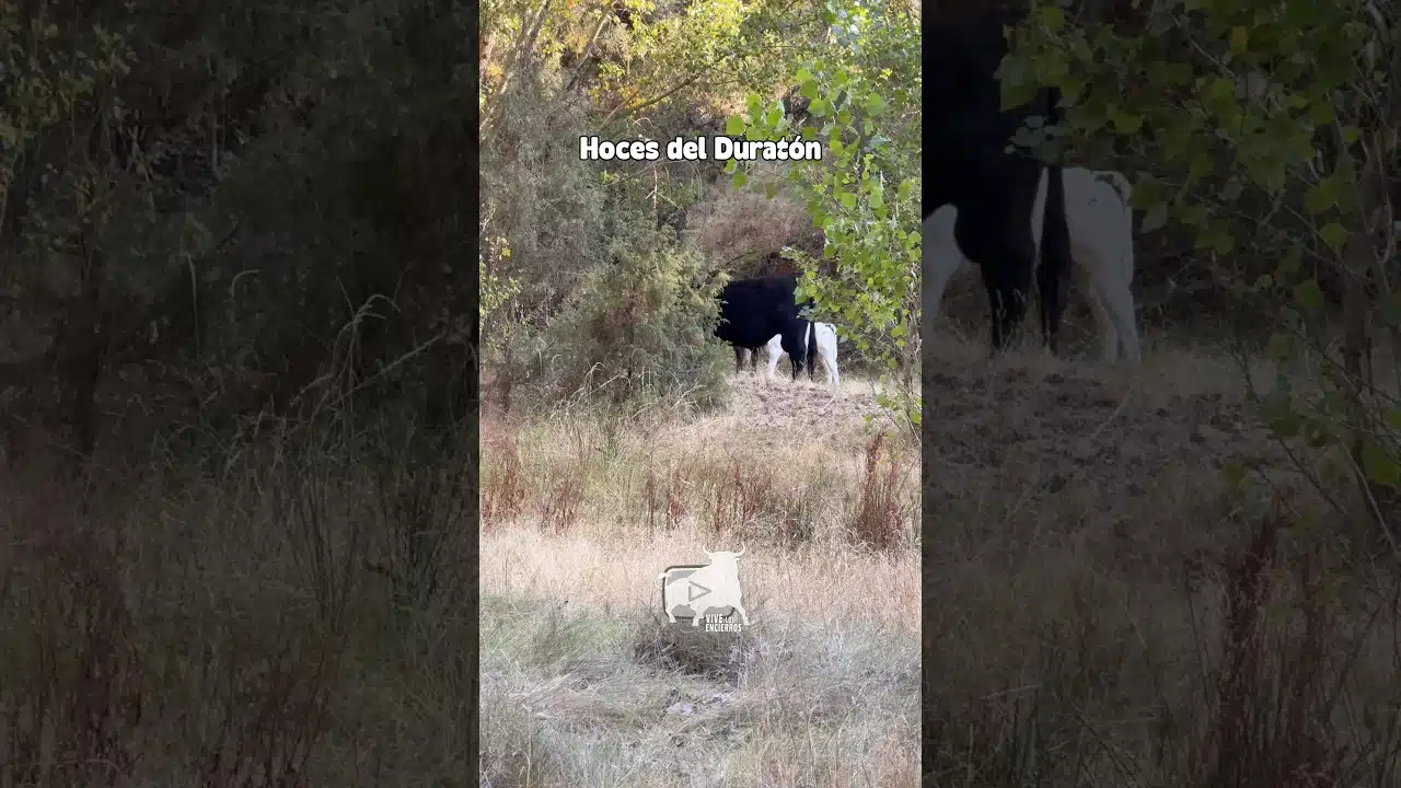 Entorno natura en Hoces del Duratón 2026 - AVENTURA BRAVA en CAMPO ABIERTO en HOCES del DURATÓN