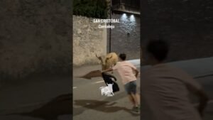 Encierro en Cantalejo 2026 - Salida de los cinco toros Cantalejo
