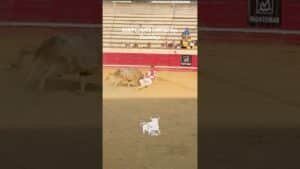 Recortes en Cantalejo 2026 - COGIDA en el CAMPEONATO de CORTES CyL Cantalejo