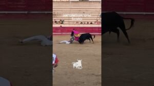Recortes en Cantalejo 2026 - DOBLE SUSTO: Coge al recortador y luego al Director de Lidia