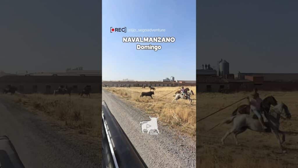 Encierro campero en Navalmanzano 2026 - ENCIERRO POR EL CAMPO NAVALMANZANO DOMINGO 09-08-26