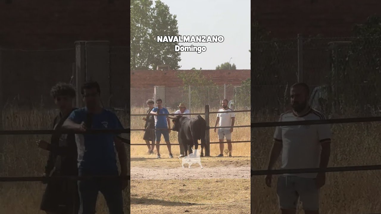 Encierro campero en Navalmanzano 2026 - PELIGRO EN LAS VALLAS