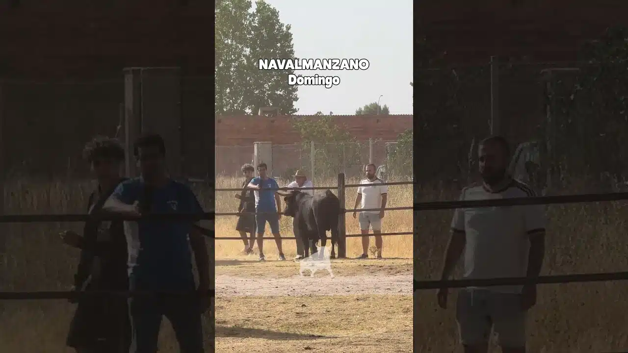Encierro campero en Navalmanzano 2026 - PELIGRO EN LAS VALLAS