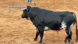 Encierro campero en Navalmanzano 2026 - CUATRO ESPECTACULARES TOROS EN LA SECA (VA) 09-08-26