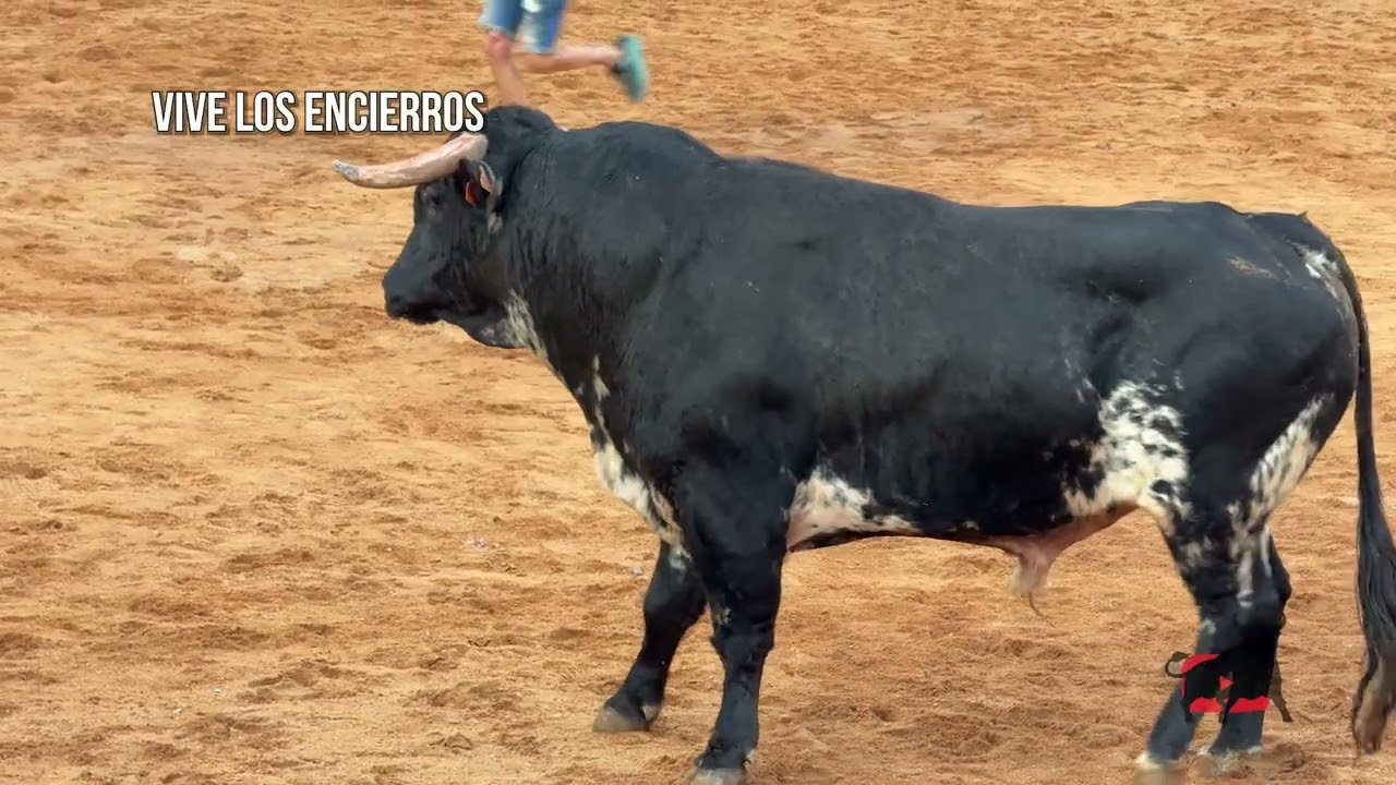 Encierro campero en Navalmanzano 2026 - CUATRO ESPECTACULARES TOROS EN LA SECA (VA) 09-08-26