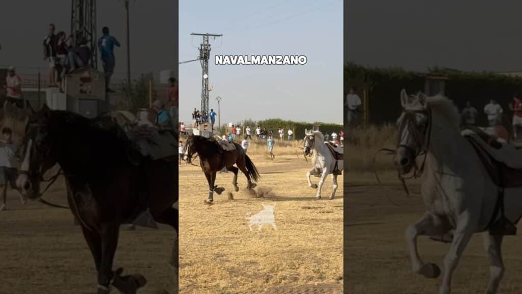 Encierro campero en Navalmanzano 2026 - DOS CABALLOS DESBOCADOS SIN JINETE