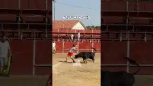 Capea en Navalmanzano 2026 - CAPEA CON VACAS NAVALMANZANO