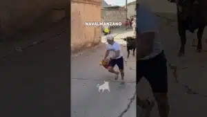 Encierro en Navalmanzano 2026 - EMOCIONANTES CARRERAS POR LAS CALLES