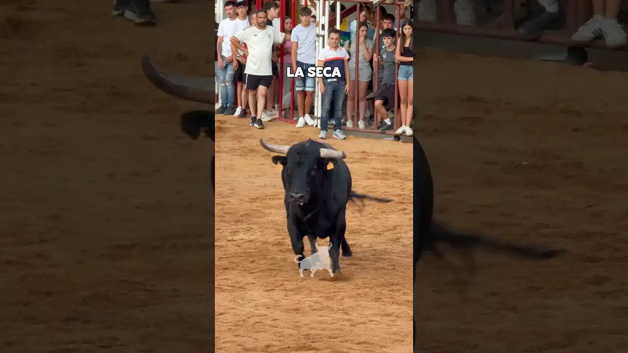 Encierro en La Seca 2026 - CUATRO BONITOS TOROS en LA SECA