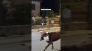 Encierro en Sanchonuno 2026 - ENCIERRO NOCTURNO SANCHONUÑO